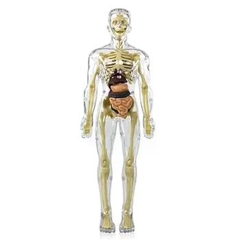 3D Človeško Telo, Trup Modela Anatomija Model Okostja,Model Človeškega Telesa,Odstranljive Dele, DIY Okostje Igrača
